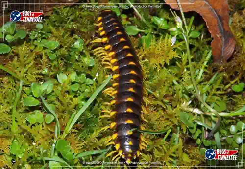 Image of a Sigmoria Flat-backed Millipede showing detail.