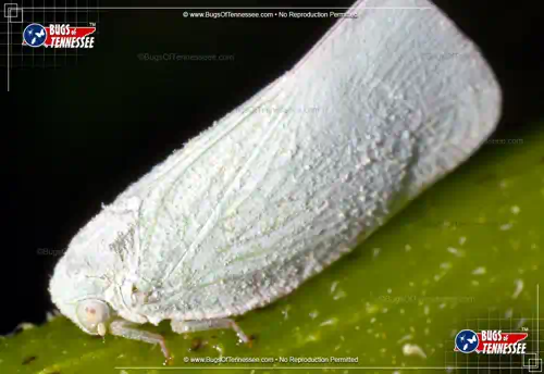 Side profile view of an adult Flatid Planthopper insect.
