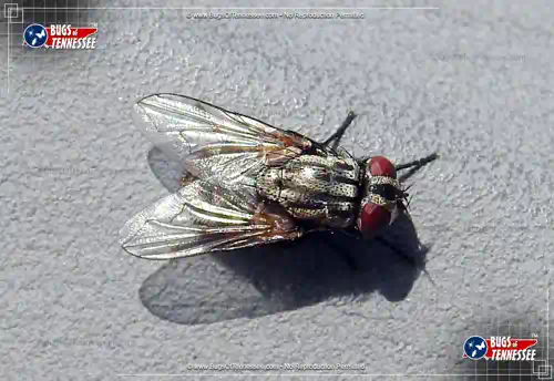Detailed close-up view of a Flesh Fly flying insect at rest.