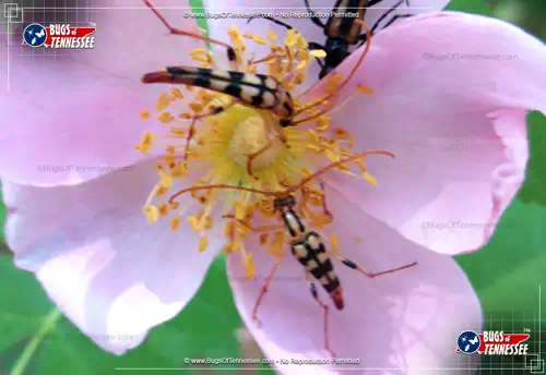 Image of a pair of Strangalia luteicornis Flower Longhorn Beetles working a flower.