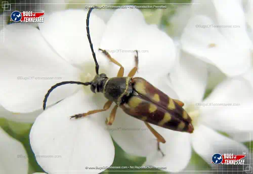 Close-up detailed photograph of a Typocerus spp. Flower Longhorn Beetle at rest.
