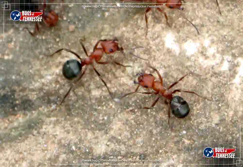 Image of several Formica Ants congregating.