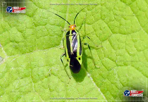 Image of an adult Four-lined Plant Bug in detail.