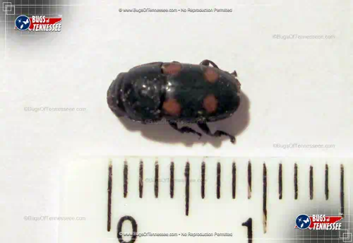 Image of an adult Four-spot Sap Beetle insect with measurement.
