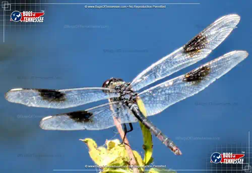 Detailed color photograph of a Four-spotted Pennant Dragonfly at rest.