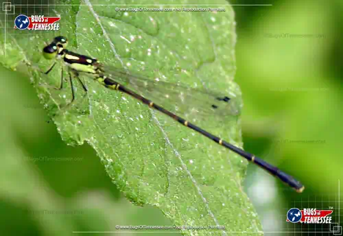 Close-up detailed photograph showcasing the Fragile Forktail Dragonfly.