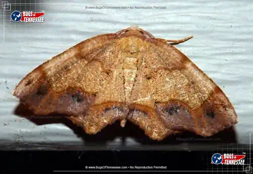 Top down full-color photograph of a Friendly Probole Moth at rest.