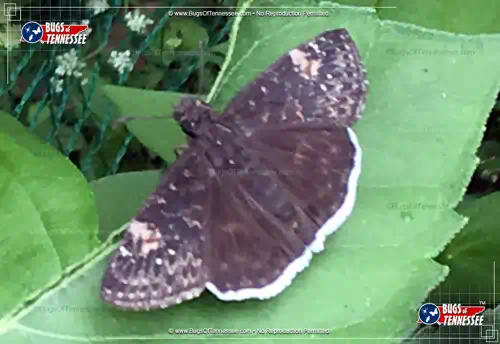 Image of an adult Funereal Duskywing Butterfly at rest, wings spread.