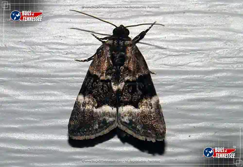Image of an adult Georges Midget Moth flying insect at rest; winged closed.