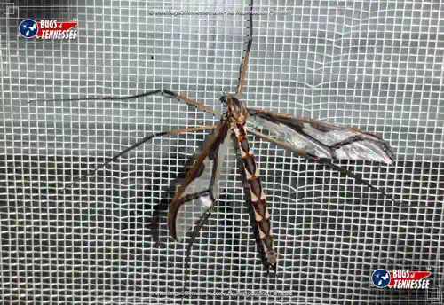 Near-top-down view of a Giant Eastern Cranefly flying insect on a window screen.