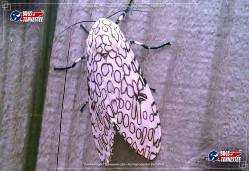 Top down view of a Giant Leopard Moth at rest showing detail; wings closed.