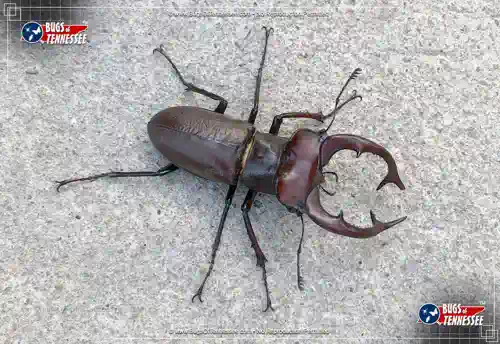 Top-down detailed view of a Giant Stag Beetle.