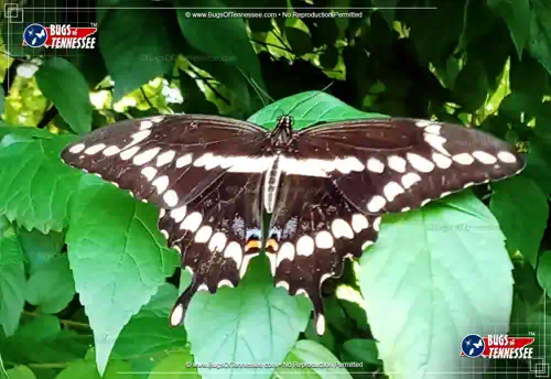 Top-down view of the Giant Swallowtail Butterfly at rest with wings open showing detail.