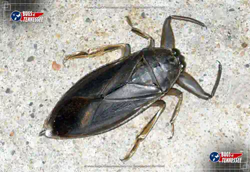 Detailed top-down image of a Giant Water Bug insect at rest.