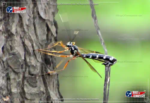 Front view of a Giant Ichneumon Wasp (Megarhyssa spp.) at rest on tree bark.