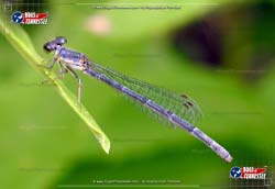 Color image of an American Bluet Damselfly flying insect