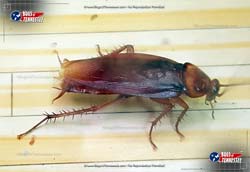 Color image of an American Cockroach insect