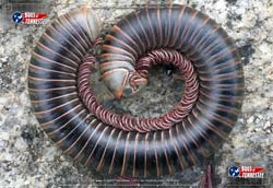 Color image of an American Giant Millipede insect