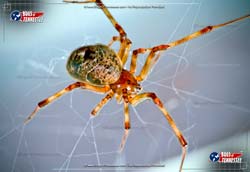 Color image of an American House Spider insect