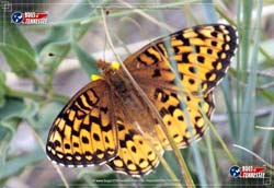 Color image of a colorful Aphrodite Fritillary Butterfly