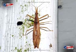 Color image of an Assassin Bug insect