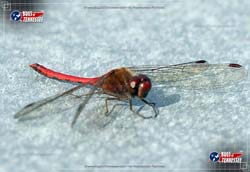 Color image of an Autumn Meadowhawk Skimmer flying insect