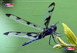 Color image of aBanded Pennant Dragonfly flying insect