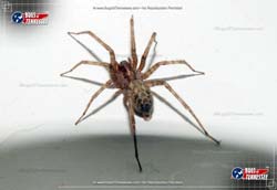 Color image of Barn Funnel Web Spider insect