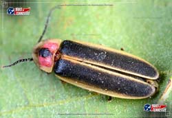 Close-up image of a Big Dipper Firefly flying insect at rest