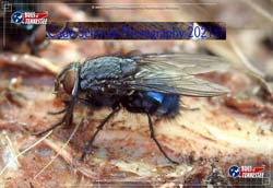Color image of a Blue Blow Fly flying insect