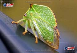 Color image of a Buffalo Treehopper insect