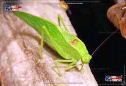 Color image of a green Bush Katydid hopping insect