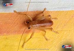 Color image of a Carolina Leaf-roller Cricket insect