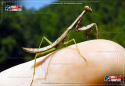 Color image of a Praying Mantis flying insect