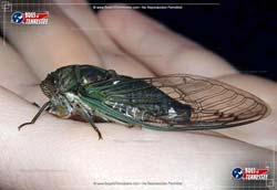 Color image of a basic generic Cicada flying insect