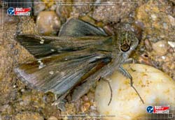 Color image of a Clouded Skipper butterfly insect