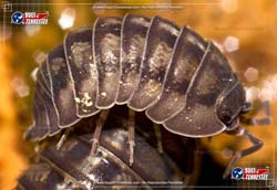 Color image of a Common Pillbug (Roly-Poly) insect