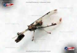 Color image of a Four-spotted Mantidfly flying insect
