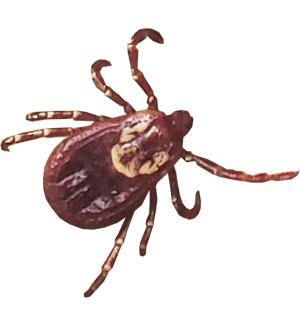 Picture of a female American Dog Tick