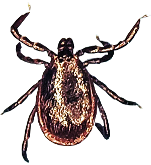Picture of a male American Dog Tick