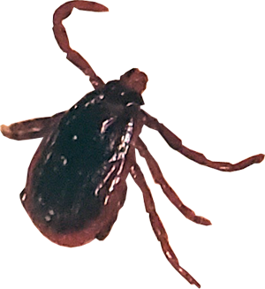 Picture of a male American Dog Tick