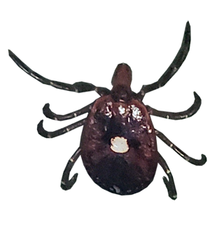 Picture of a female American Dog Tick